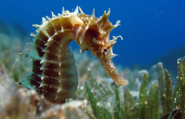 Snorkel en la bahía de Acapulco - Foto 6